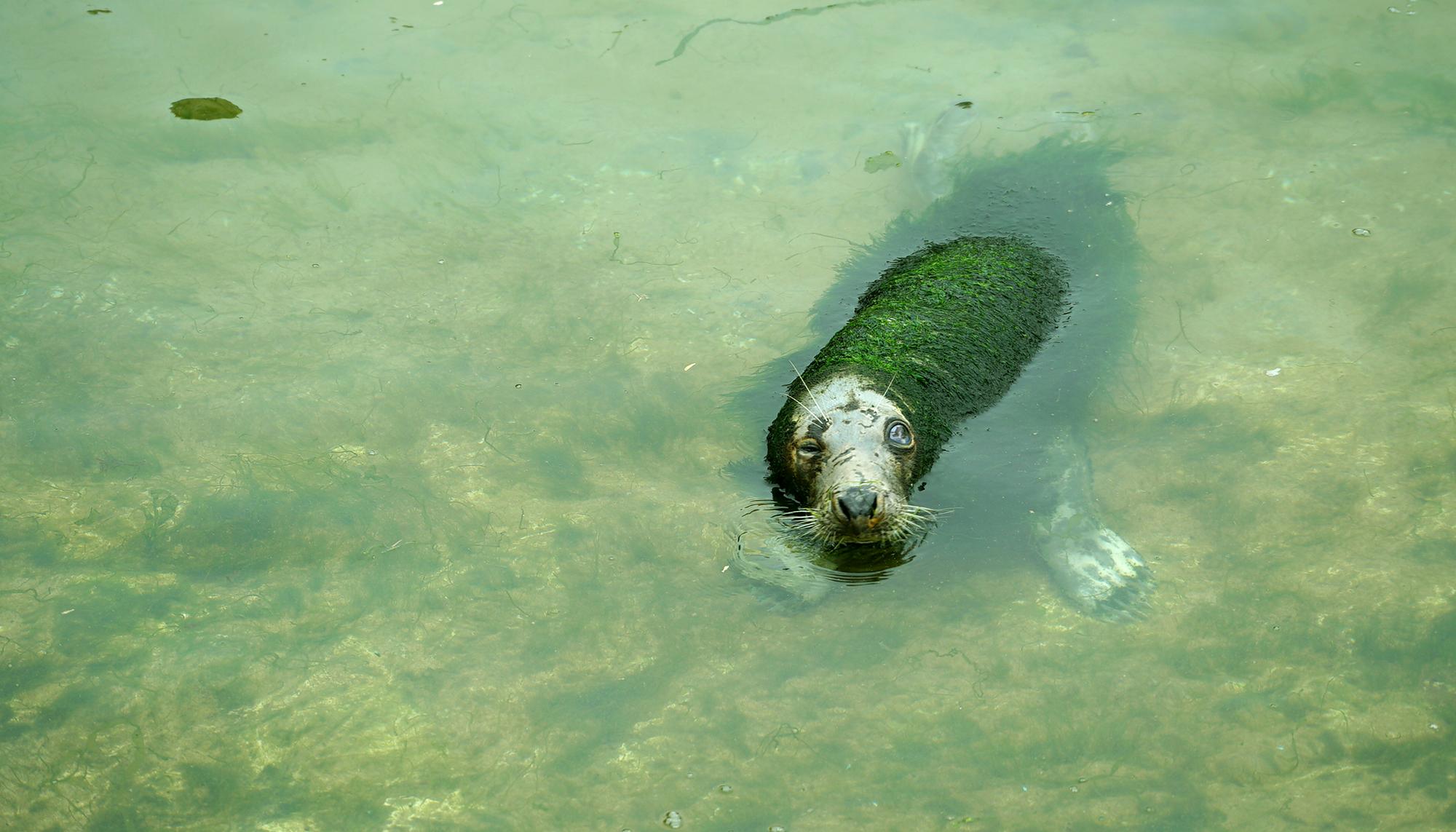 Foca_En_Cantabria_2